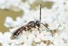 Lasioglossum laticeps